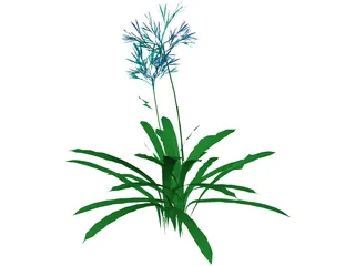 Agapanthus 3D Model