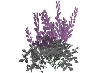 Astilbe Chinensis 3D Model