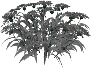 Centaurea Montana 3D Model