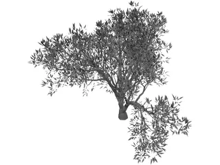 Olive Tree 3D Model