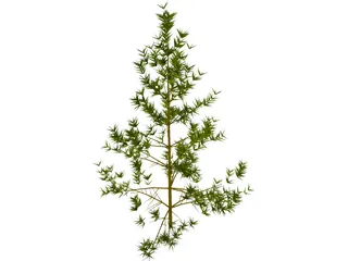 Pine Tree 3D Model