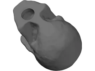 Skull Hollowed 3D Model