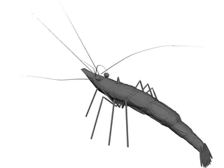Shrimp 3D Model