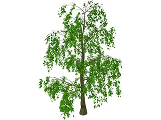 Tree 3D Model