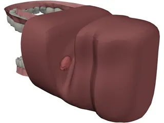 Mouth 3D Model