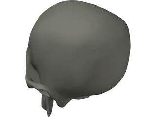 Skull 3D Model