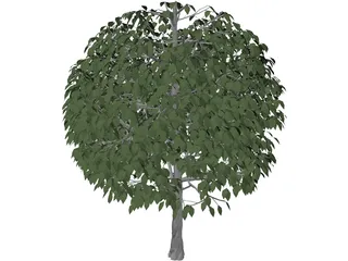 Tree 3D Model