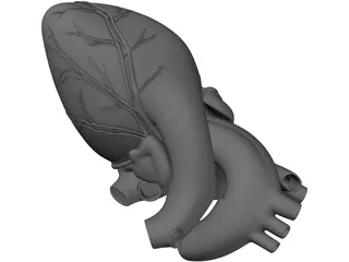 Heart Human 3D Model