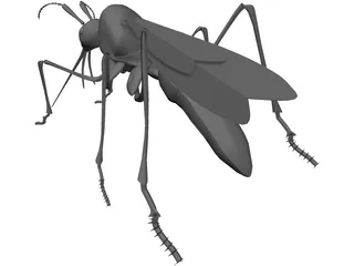 Mosquito 3D Model