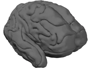 Brain 3D Model