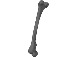 Femur Bone 3D Model