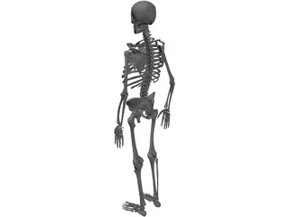 Skeleton Human Male 3D Model