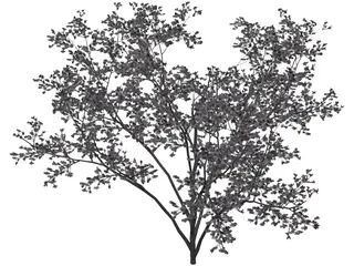 Cercis Siliquastrum Tree 3D Model