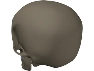 Skull Male 3D Model