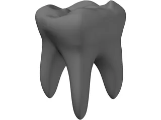 Tooth 3D Model