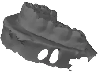 Teeth Stamp 3D Model