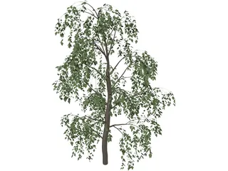 Birch Tree 3D Model