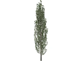 Cypress Tree 3D Model