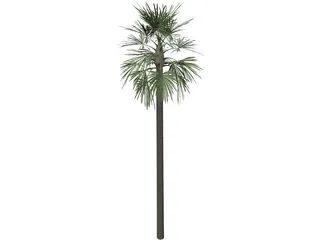 Tree Palm Fan 3D Model