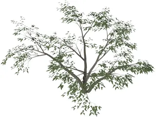 Mesquite Tree 3D Model