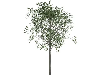 Magnolia Tree 3D Model