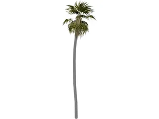 Tree Palm 3D Model