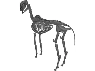 Horse Skeleton 3D Model