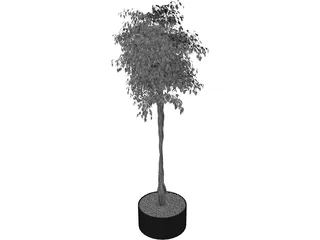 Arbol Tree 3D Model