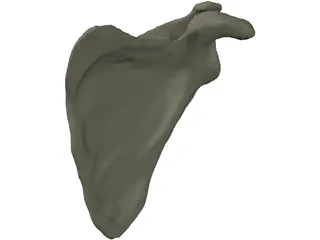 Scapula 3D Model