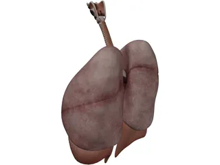 Human Respiratory System 3D Model