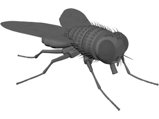 House Fly 3D Model