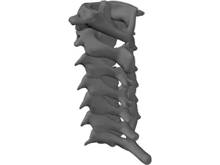 Vertebrae Cervical Bones 3D Model