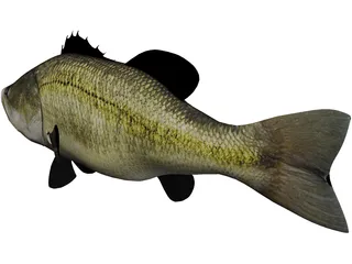 Largemouth Bass 3D Model