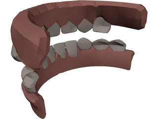 Jaw and Teeth 3D Model