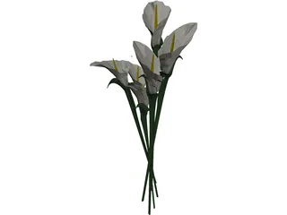 Arum Flower 3D Model