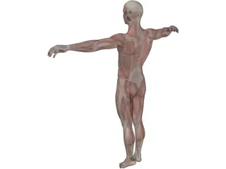 Human Body with Muscles 3D Model