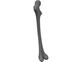 Femur Bone 3D Model
