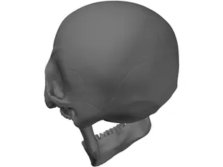 Skull Human 3D Model