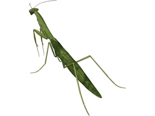 Mantis Praying 3D Model