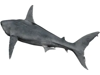 Great White Shark 3D Model