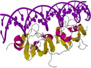 DNA 3D Structure 3D Model