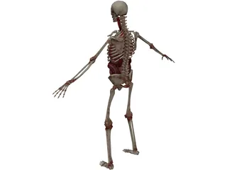 Skeleton with Internal Organs 3D Model