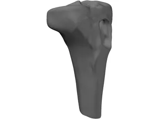 Human Knee 3D Model