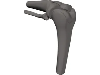 Knee Joint Human 3D Model
