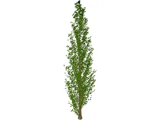 Lombardy Poplar (Populus Nigra) 3D Model