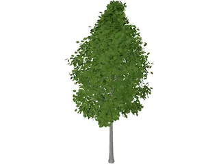 Quaking Aspen (Populus Tremuloides) 3D Model