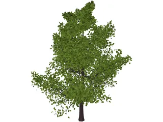 Sassafras 3D Model