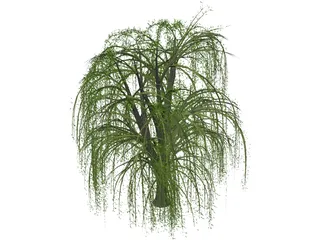 Weeping Willow 3D Model