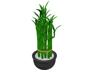 Lucky Bamboo 3D Model