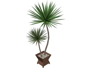 Yucca Plant 3D Model